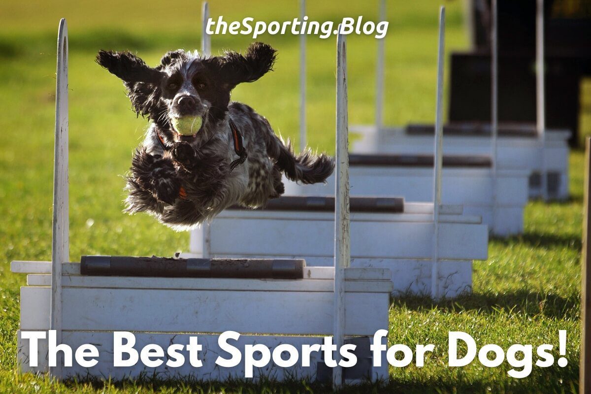 Top 5 Dog Sports-WildCreaturey