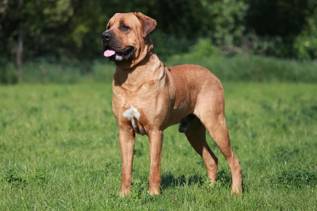 Tosa (Tosa Inu): Dog Breed Characteristics & Care-WildCreaturey
