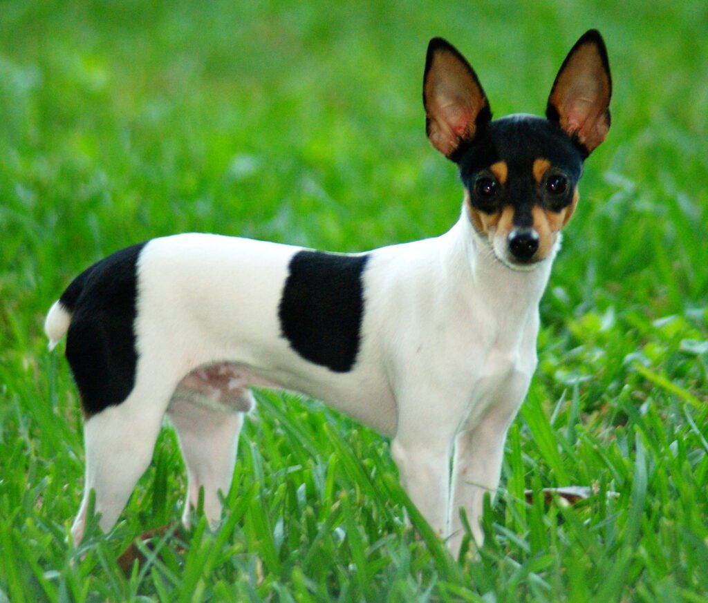 Toy Fox Terrier: Dog Breed Characteristics & Care-WildCreaturey