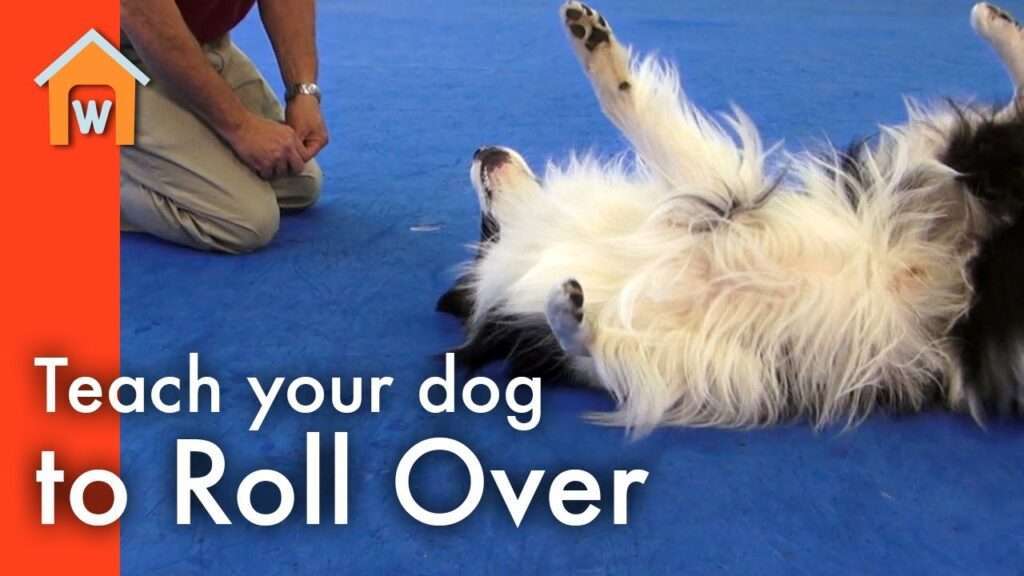 Training a Dog to Roll Over-WildCreaturey