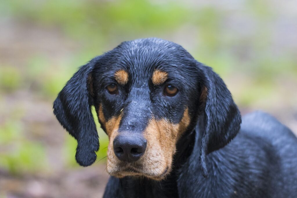 Transylvanian Hound (Erdelyi KopÃ³): Dog Breed Characteristics & Care-WildCreaturey