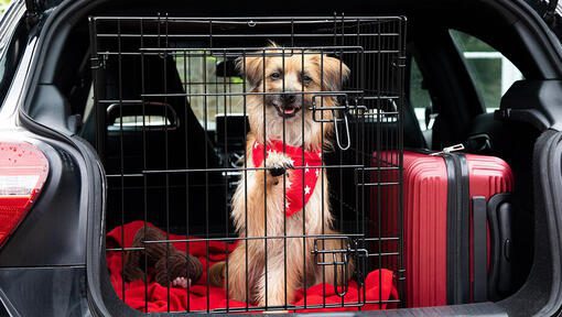 Traveling With a Dog or Puppy on a Road Trip-WildCreaturey