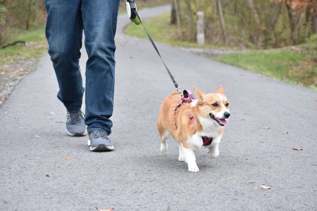 Understanding Dogs and How They Experience Grief-WildCreaturey