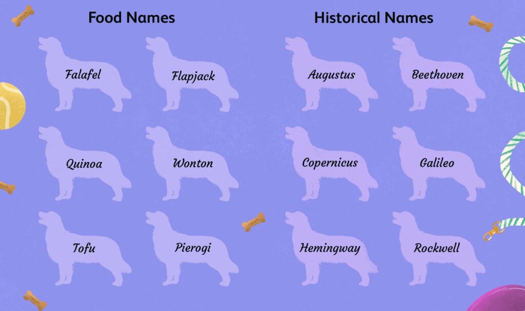 Best of the Finest Fancy Dog Names-WildCreaturey