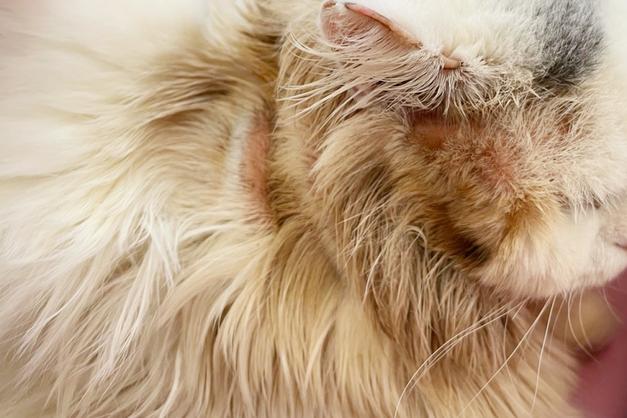 Unraveling the Mystery of Neoplasia in Cats