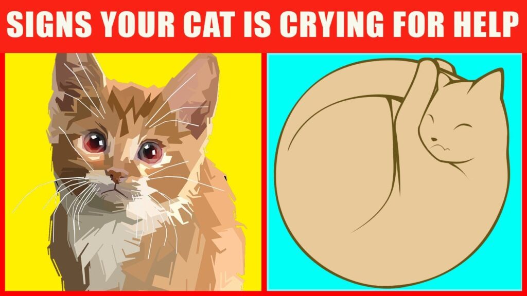 Urgent Alert: 18 Signs Your Cat Needs Help