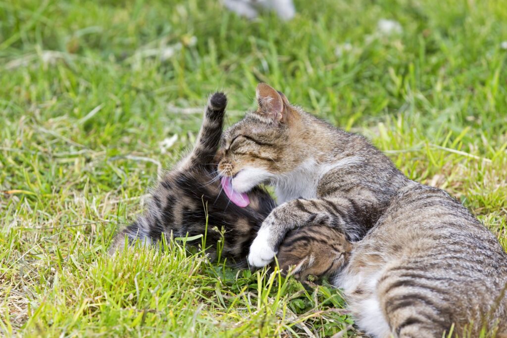 Waiting for Mama Cat's Milk to Dry Up?