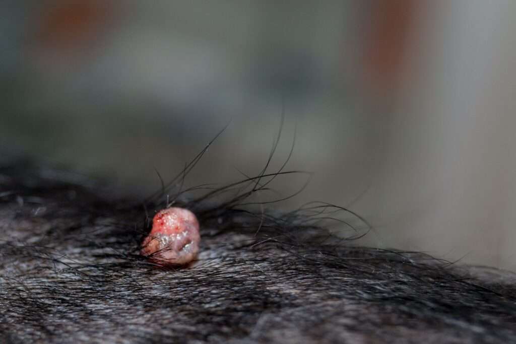 Warts on Dogs-WildCreaturey