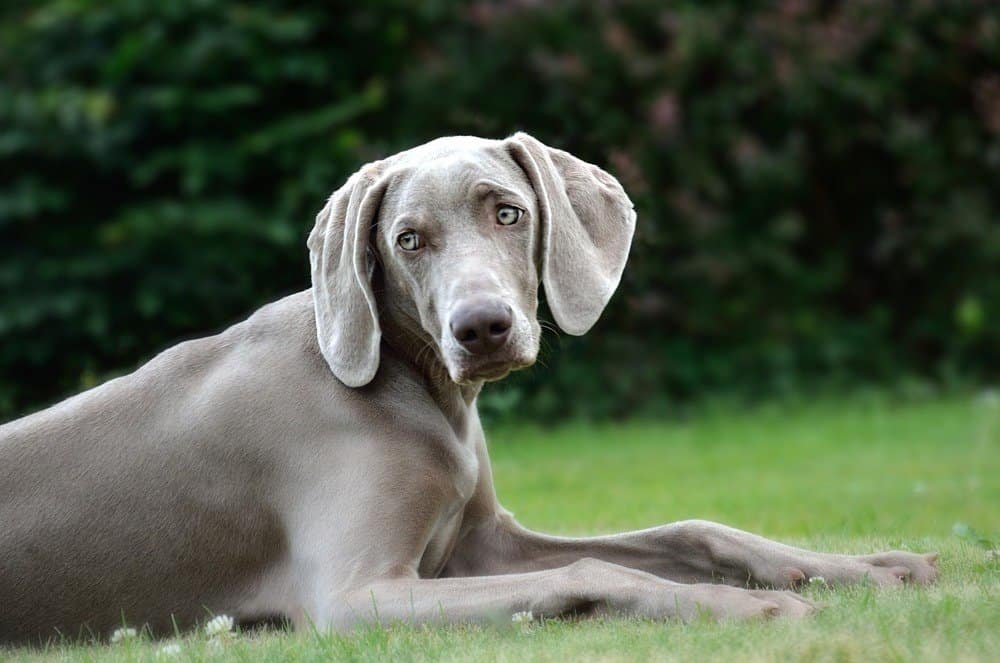 Weimaraner: Dog Breed Characteristics & Care-WildCreaturey