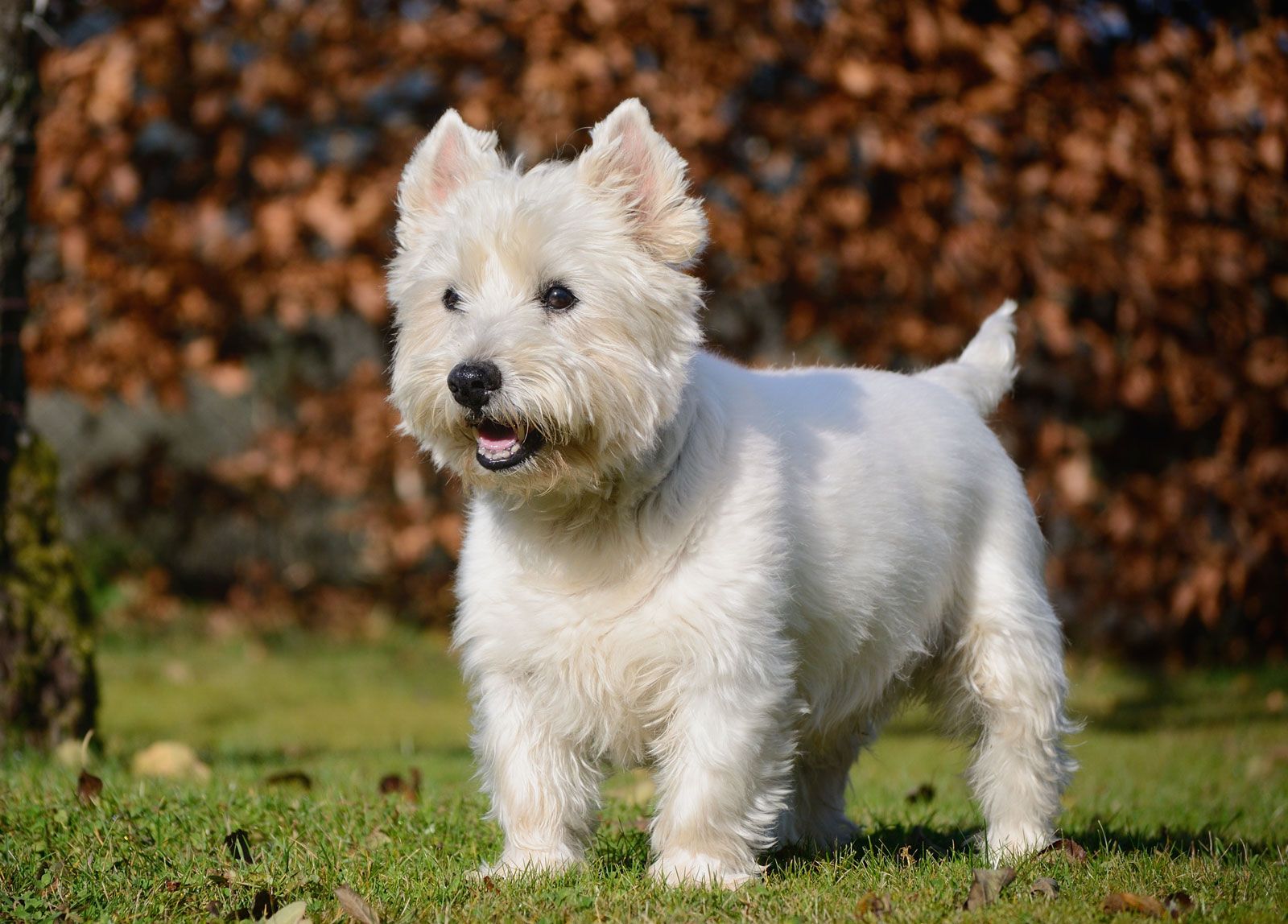 West Highland White Terrier (Westie): Dog Breed Characteristics & Care-WildCreaturey