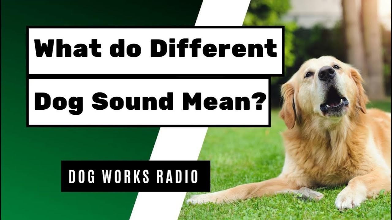 What Different Puppy Sounds Mean-WildCreaturey