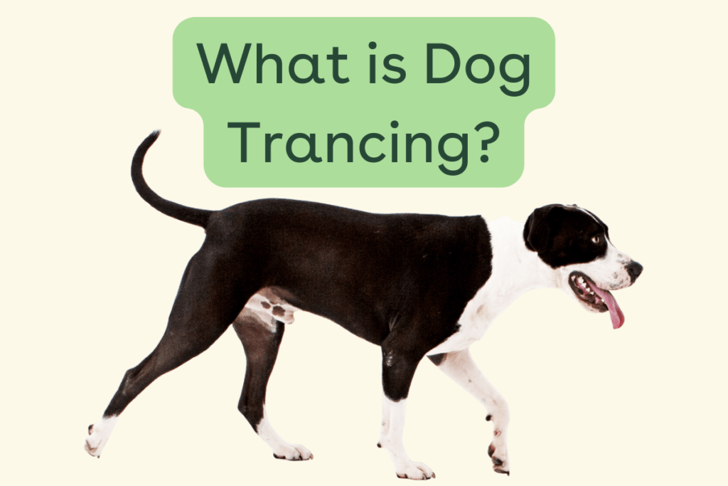 What Is Dog Trancing?-WildCreaturey