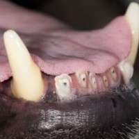 What to Do If Your Dogs Teeth Are Worn Down-WildCreaturey