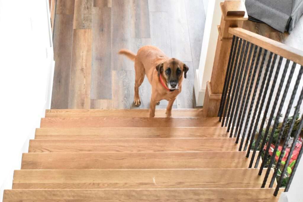 What to Do When Your Dog Is Afraid of Stairs-WildCreaturey