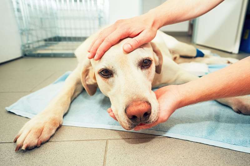 What to Do if Your Dog Is Poisoned or Exposed to Toxins-WildCreaturey