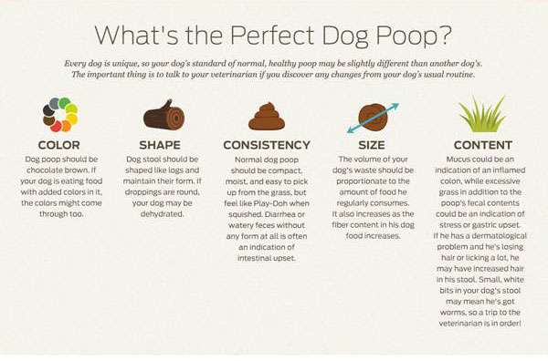 What to Give Your Dog If It Has Diarrhea-WildCreaturey