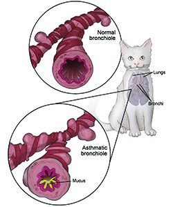 When Kitty Wheezes: All About Asthma in Cats