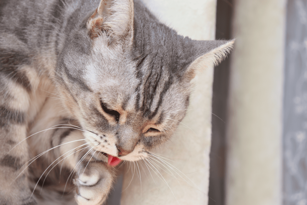 When Vomiting Becomes a Concern for Cats