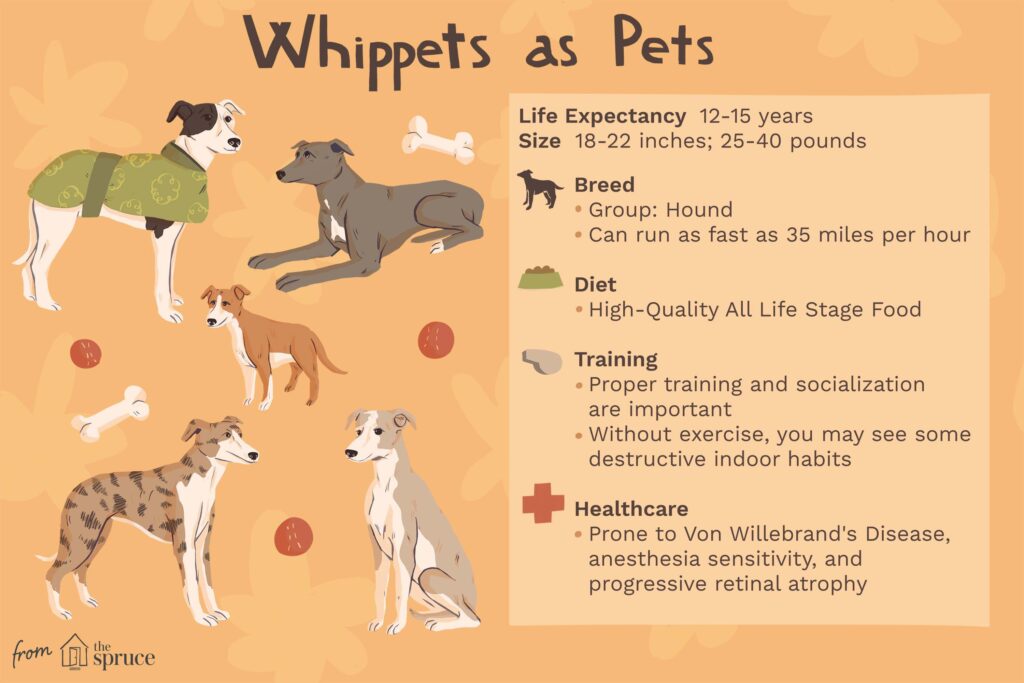 Whippet: Dog Breed Characteristics & Care-WildCreaturey