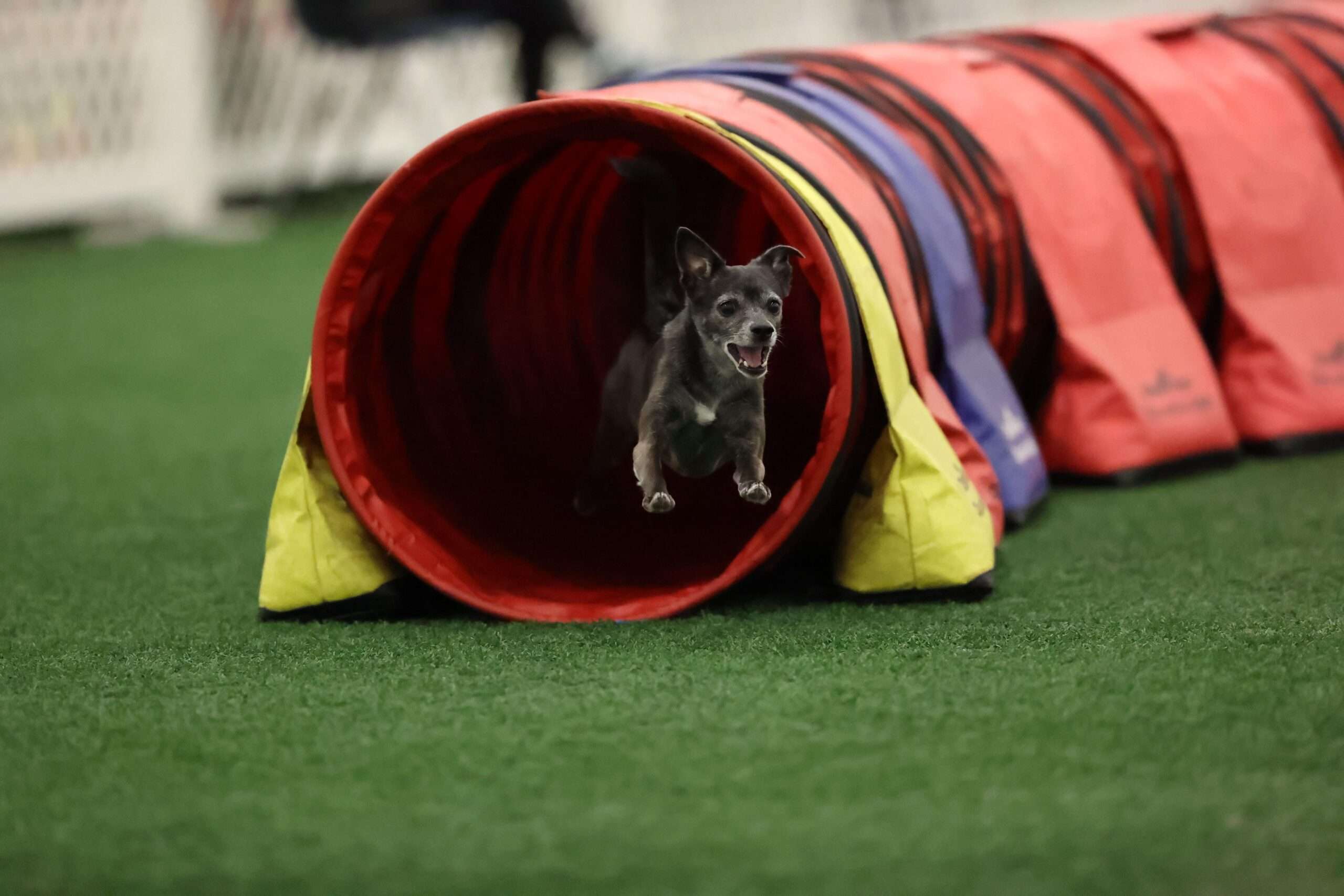 Why Almost Any Dog Can Do Agility Training-WildCreaturey