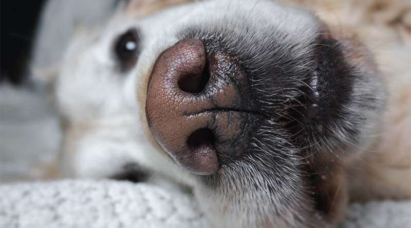 Why Are Dog Noses Wet and Cold?-WildCreaturey