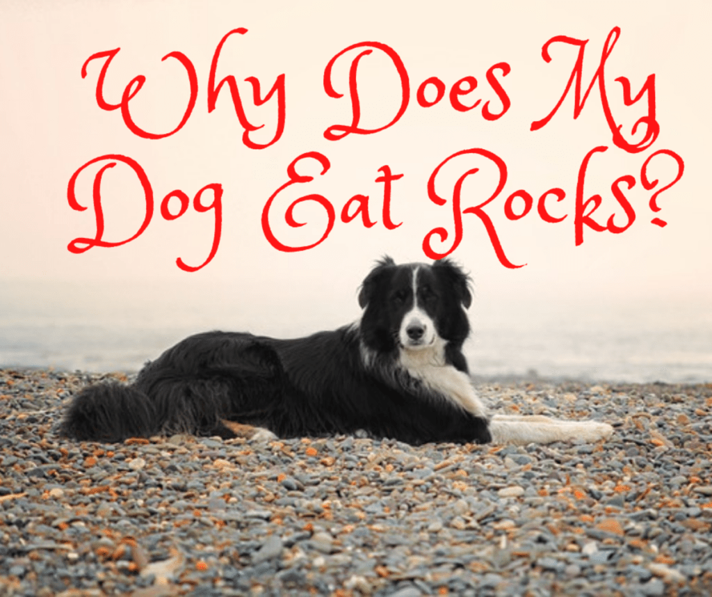 Why Do Dogs Eat Rocks?-WildCreaturey