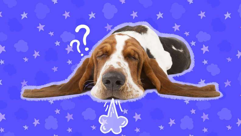 Why Do Dogs Sigh?-WildCreaturey