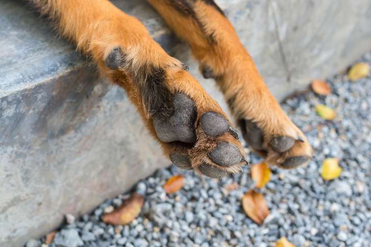 Why Do My Dogs Paws Smell Like Corn Chips?-WildCreaturey