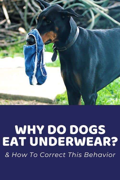 Why Does My Dog Eat My Underwear?-WildCreaturey