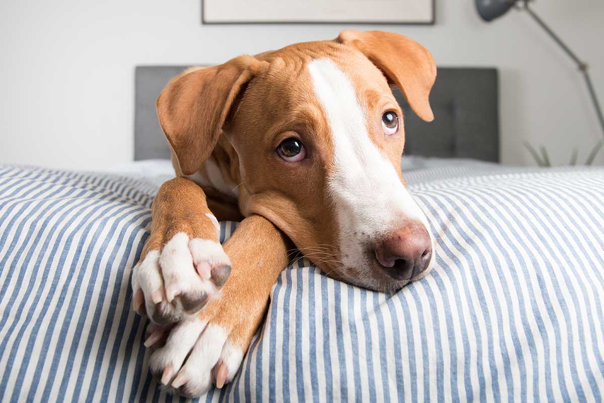 Why Does My Dog Pee on My Bed?-WildCreaturey