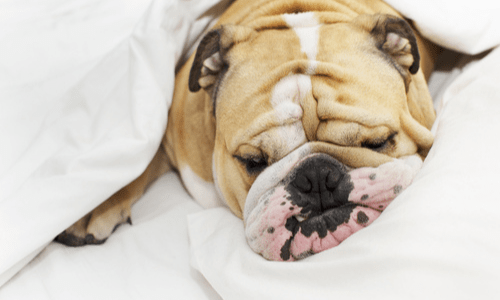 Why Does My Dog Snore?-WildCreaturey