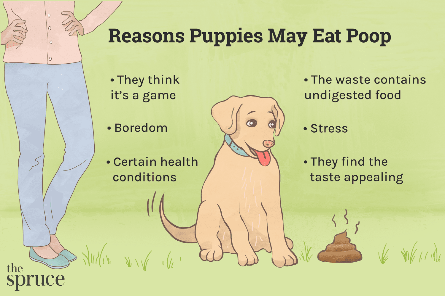 Why Dogs Eat Poop and How to Stop Them-WildCreaturey