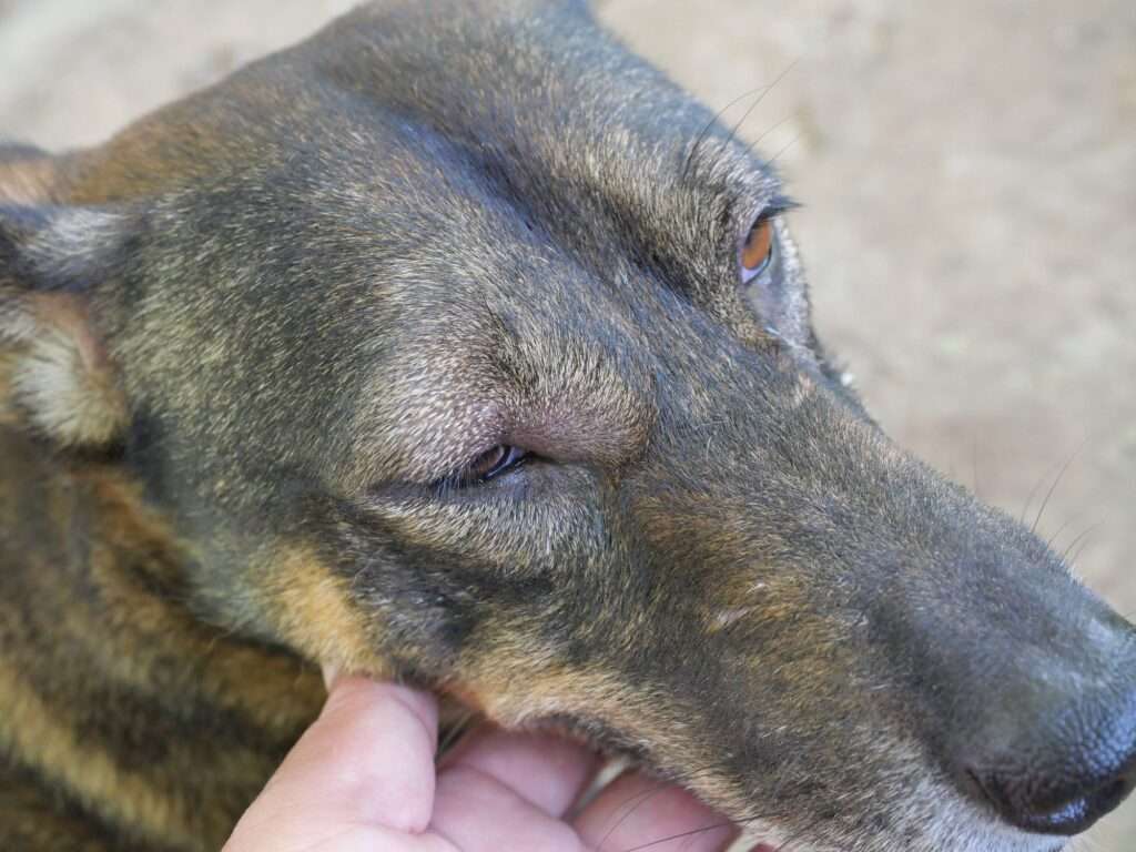 Why Is My Dogâ€™s Eye Swollen?-WildCreaturey