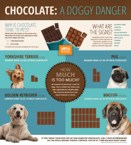 Why is Chocolate Toxic to Dogs?-WildCreaturey