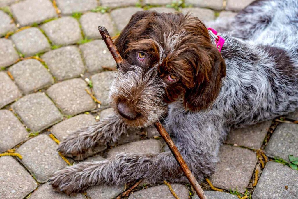 Wirehaired Pointing Griffon: Breed Characteristics & Care-WildCreaturey