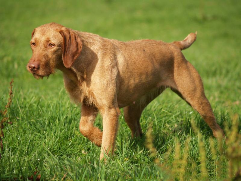 Wirehaired Vizsla: Dog Breed Characteristics & Care-WildCreaturey