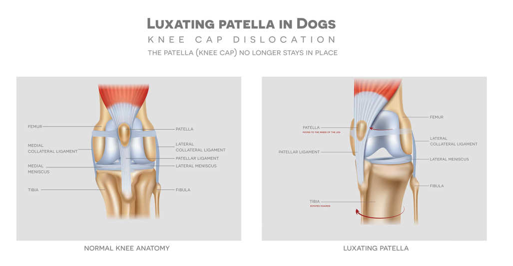 Wobbly Walks: Decoding Luxating Patella in Cats
