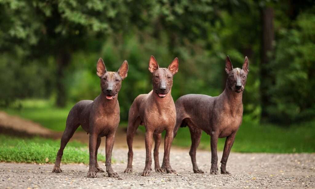 Xoloitzcuintli (Mexican Hairless Dog): Dog Breed Characteristics & Care-WildCreaturey