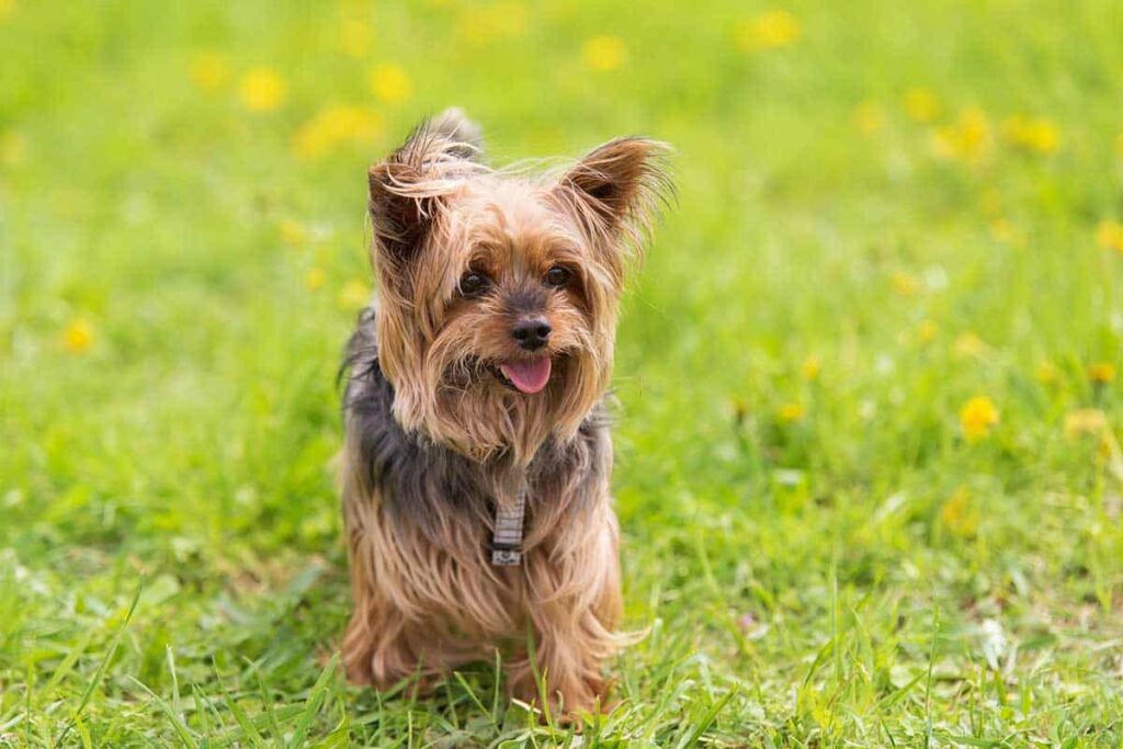 Yorkie Dog Names-WildCreaturey