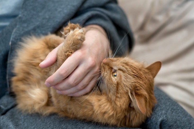 Chin Nibbles: Decoding Your Cat's Affectionate Bites