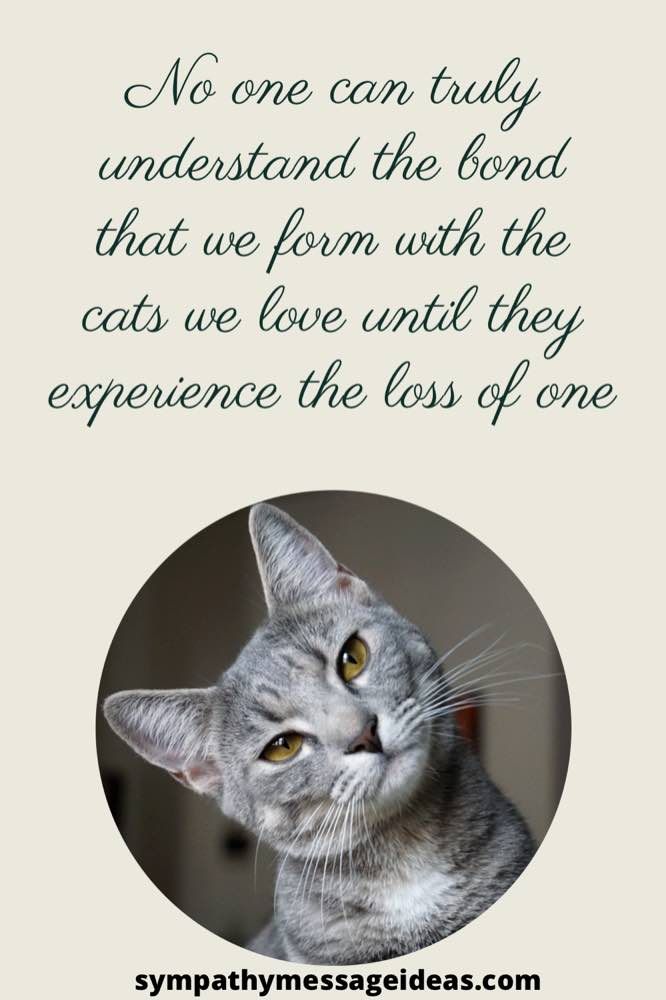 Heartfelt Paws: Helping Cats Cope with Pet Loss