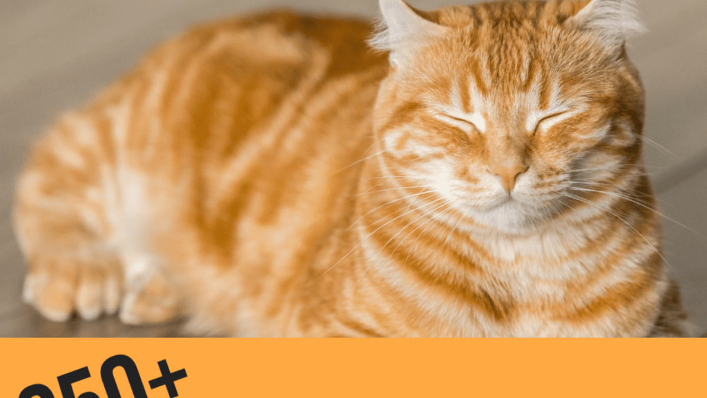 225 Orange Boy Cat Names – WildCreaturey