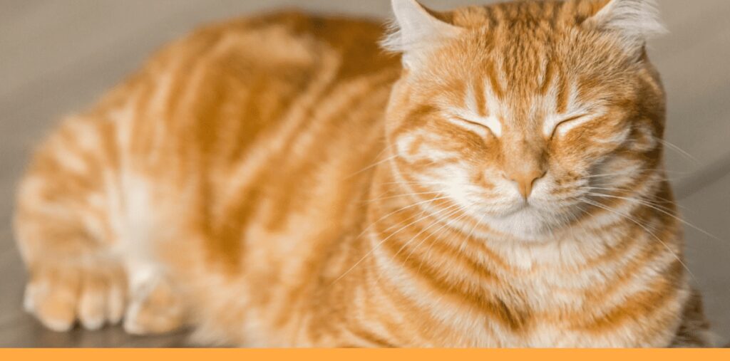 225 Orange Boy Cat Names