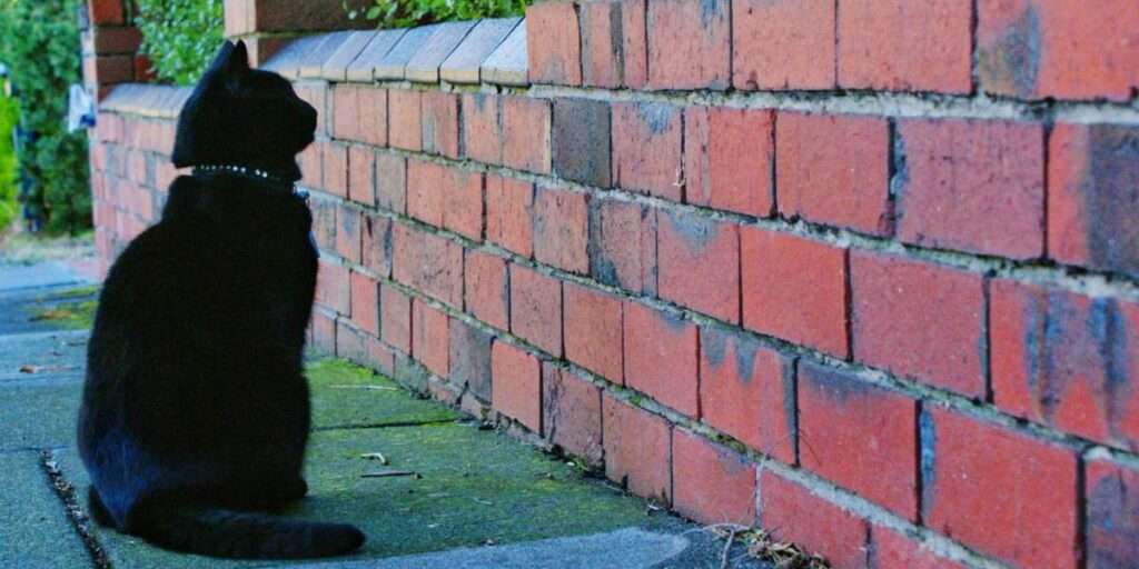 Wall Whispers: Cats Mysterious Stares