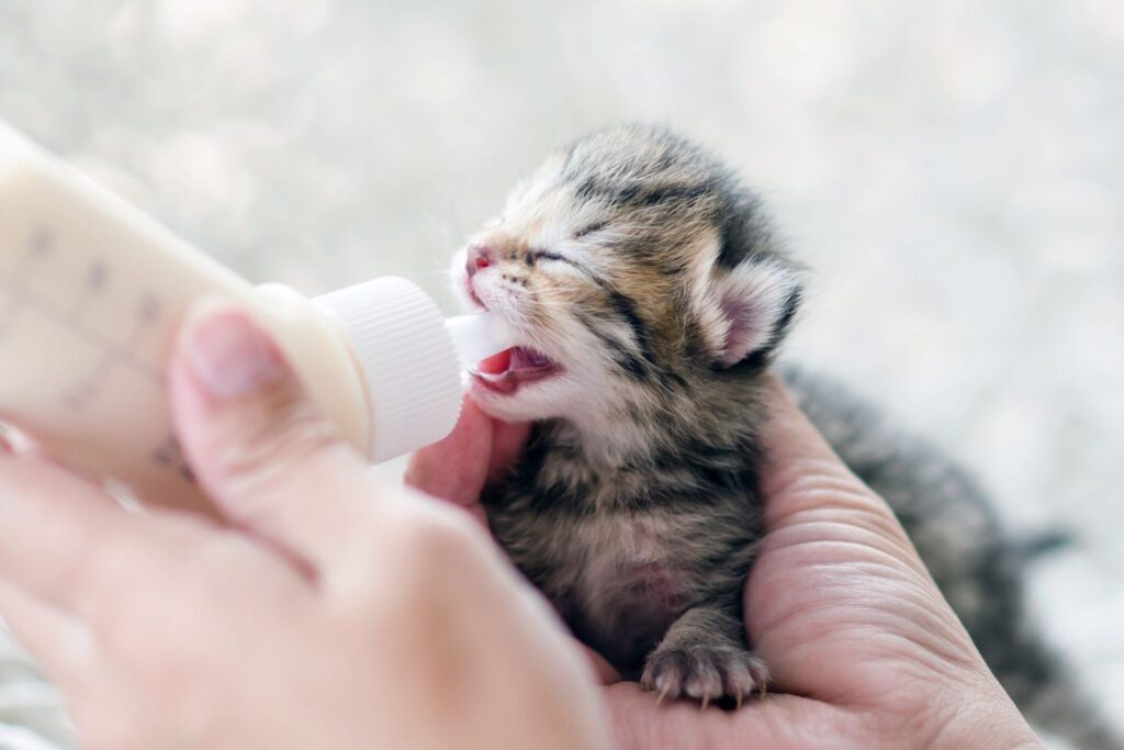 Raising Newborn Kittens