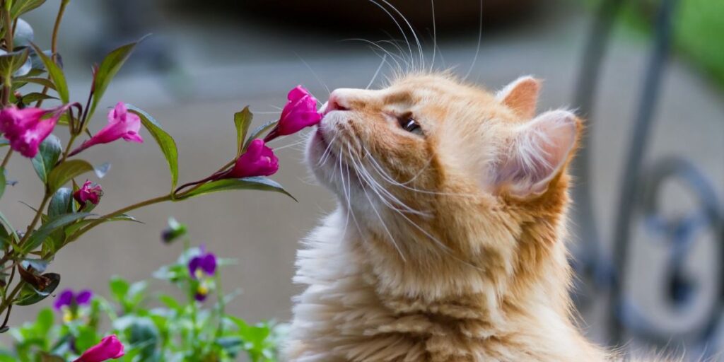 The Scented World: Why Cats Love to Sniff