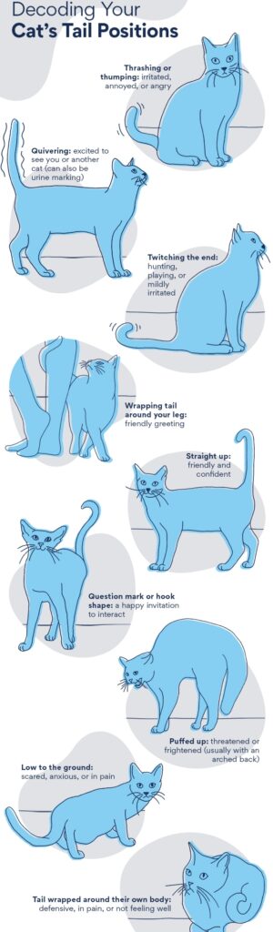 Tail Talk: Decoding Your Cat's Tail Movements