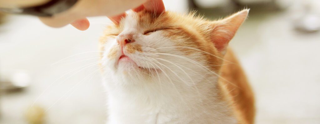 Hungry Whiskers: Why Your Cat Seems Always Hungry