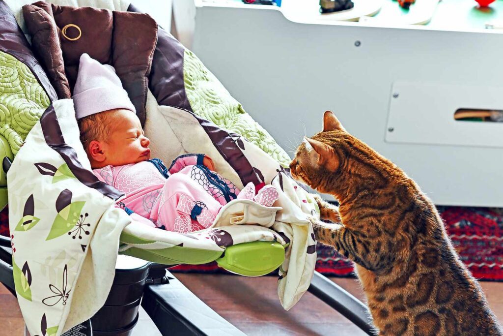 Baby Meets Kitty: Safe Introductions