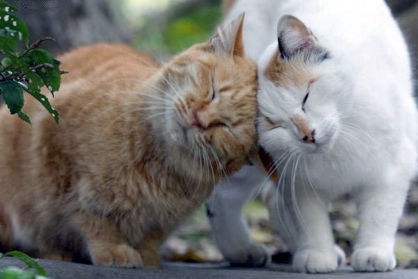 Bunting Bliss: The Cats Loving Gesture